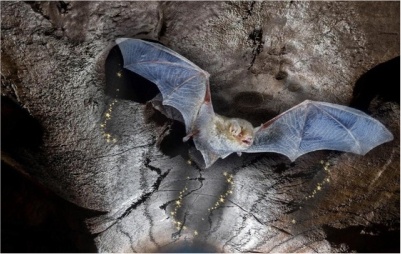 Тест "Летучая мышь"